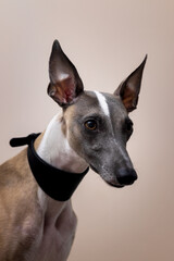 The muzzle of a whippet dog in a beautiful black leather collar with raised ears looks past the camera; on a grey background