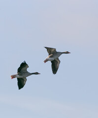 Flying bean geese in the blue sky without clouds