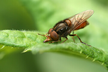 Closeup on a red common snoutfly, Rhingia campestris sitting on a green common ivy leaf in the garden