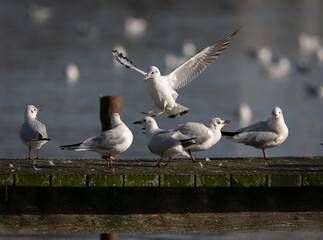 Group of black-headed gulls sitting at wooden port in the sunshine