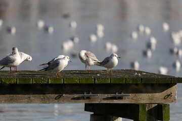 Sea gulls relaxing in the sun at brown port