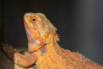 Close up of central bearded dragon (Pogona Vitticeps),  also known as the inland bearded dragon. Australian lizard
