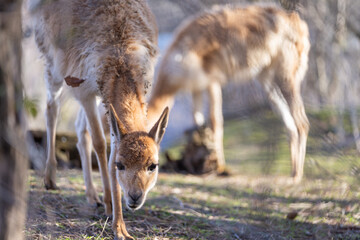 Close up of curious vicuña (Vicugna vicugna), a member of the Camelidae family