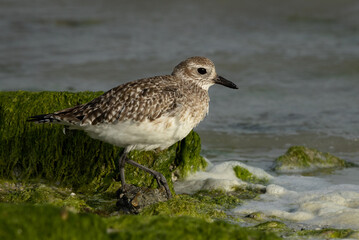 Closeup of a Grey plover at Eker creek of Bahrain during low tide