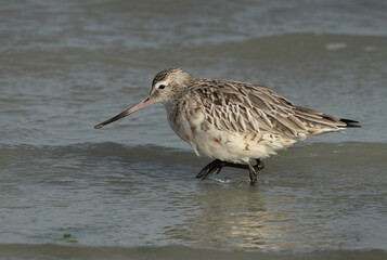 A portrait of a Bar-tailed Godwit at Eker coast of Bahrain