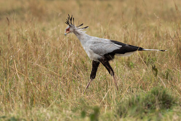 Portrait of a Secretary bird at Masai Mara, Kenya