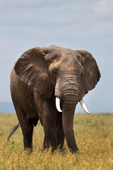 Fototapeta na wymiar A portrait of a majestic African elephant in Savannah, Masai Mara