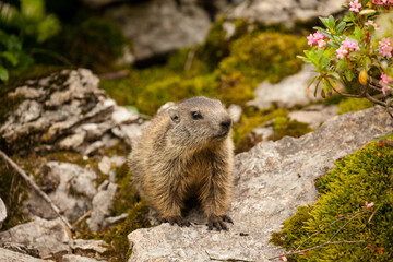 cute and fluffy Alpine marmot (Marmota marmota) surrounded by alpine roses in Austrian Alps,...