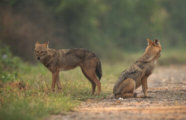 A pair of Golden jackal in the morning hours at Keoladeo Ghana National Park, Bharatpur, India