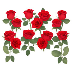 bouquet of red roses - red roses on white background - red flowers - Generative AI