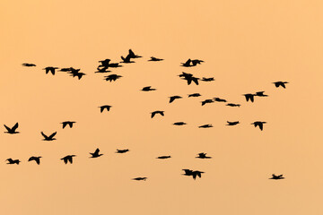Silhouette of a flock of Great Cormorants flying at Asker coast of Bahrain