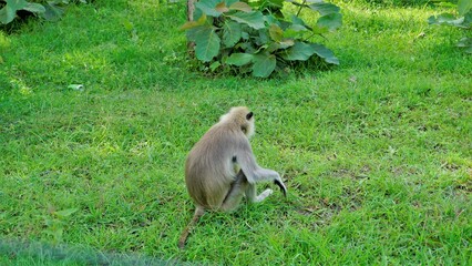 Female Gray langurs, also called Hanuman monkeys or Semnopithecus with their playful baby
