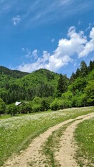 Fototapeta na wymiar Borjomi Mountains