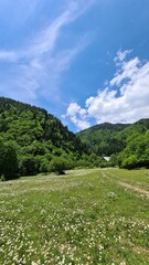 Naklejka na ściany i meble Borjomi Mountains