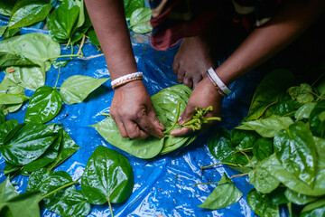 village woman preparing green betel leaves for selling 