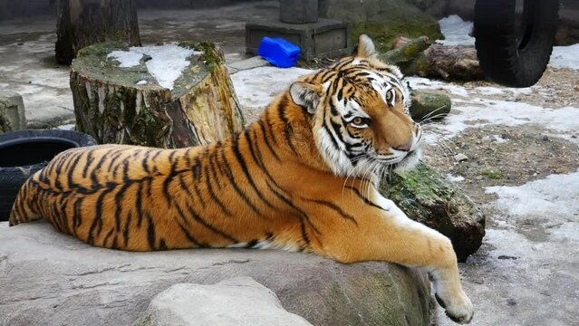 he tiger lies in the enclosure of the zoo.