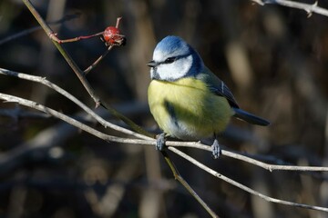 Eurasian Blue Tit (Cyanistes caeruleus)