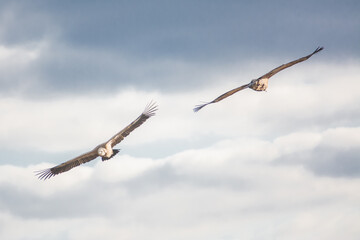 Vautour Fauve en Baronnies Provençales, France.
