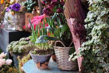 Colori primaverili: fiori all’esterno del negozio di un fiorista 
