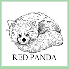 Hand drawn sketch style Red Panda isolated on the white background. Vector illustration. - 573286221
