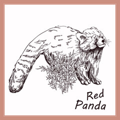 Hand drawn sketch style Red Panda isolated on the white background. Vector illustration. - 573286235