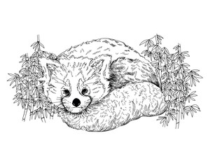 Hand drawn sketch style Red Panda isolated on the white background. Vector illustration. - 573286259