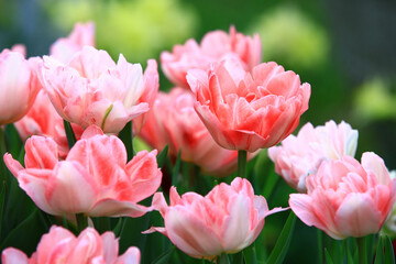 amazing view of blooming colorful Tulip flowers,close-up of beautiful pink Tulip flowers blooming in the garden
