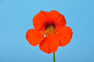 nasturtiums on a blue background