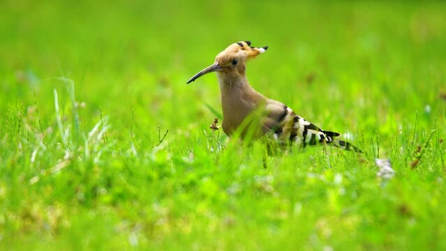 The Eurasian Hoopoe belongs to the Upupidae family. It is a bird with short legs, a long and slightly curved bill, and a long triangular tail. It feeds on the wolves it catches by scratching the soil.