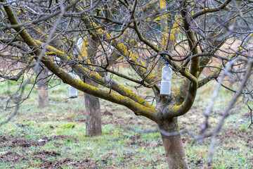 Wintering trees, with bottles of ecological insecticide hanging on the branches