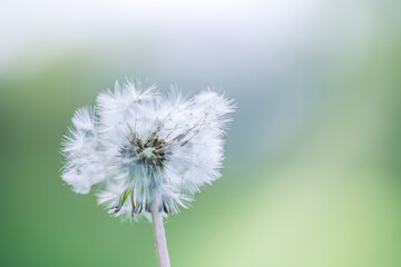 Closeup of dandelion on natural background. Bright, delicate nature details. Inspirational nature concept, soft blue and green blurred bokeh meadow field view. Bright sunny macro seasonal springtime