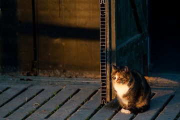 Cat sitting in the sun in front of barn door