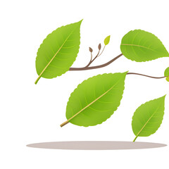 Fototapeta premium green leaves isolated on white - green leaves on white background - Leafs - Generative AI