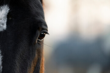 Horse eye detail close-up beautiful crisp eye