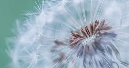 Rolgordijnen Closeup of dandelion on natural background. Bright, delicate nature details. Inspirational nature concept, soft blue and green blurred bokeh meadow field view. Bright sunny macro seasonal springtime © icemanphotos