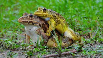 frog on the grass