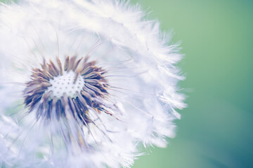 Closeup of dandelion on natural background. Bright, delicate nature details. Inspirational nature concept, soft blue and green blurred bokeh meadow field view. Bright sunny macro seasonal springtime
