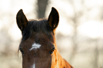 Brown horse during sunset ears