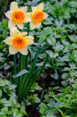 587-94 Daffodils out of Ground Cover