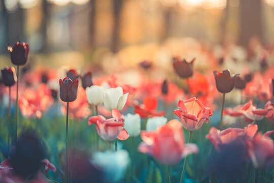 Amazing fresh tulip flowers blooming in tulip field under background of blurry tulip flowers under sunset light. Romantic springtime nature beautiful natural spring scene, texture for design copyspace