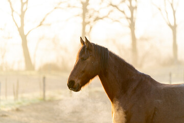 Horse in paddock paradise in beautiful soft morning light in winter time with winter coat