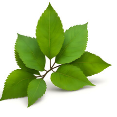 Fototapeta premium green leaves isolated on white - green leaves on white background - Leafs - Generative AI