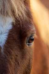 Little cute red coloured pony eye close up