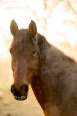 Horse in paddock paradise in beautiful soft morning light in winter time with winter coat
