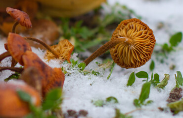 In the forest among the snow stands a small poisonous red mushroom covered with snow. The onset of winter. The mushroom freezes in the cold in the snow.