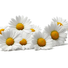 daisies on white background - daisies flowers on white background - White flowers - Generative AI