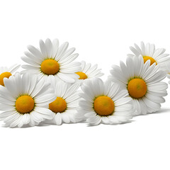 Obraz premium daisies on white background - daisies flowers on white background - White flowers - Generative AI