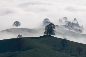 Hügel mit einem Baum auf der Spitze im Nebel