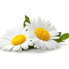 Fototapeta premium daisy flower isolated on white - daisies flowers on white background - White flowers - Generative AI