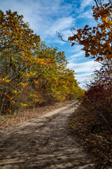 Overgrown dirt road in the coastal forest in autumn on the banks of the Dniester Estuary